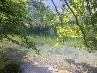 Grüne Zweige und Wasserspiegelung am vorderen Langbathsee in Ebensee in Oberösterreich